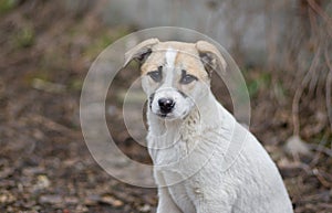 Portrait of adorable mixed breed puppy