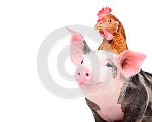 Portrait of adorable piglet with chicken on head