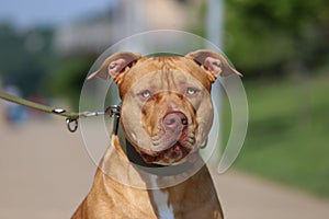 Portrait of an adorable Pit Bull dog with a serious look wearing a colar on a sunny day