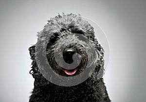 Portrait of an adorable pumi looking curiously at the camera - isolated on grey background