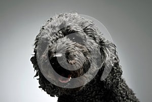 Portrait of an adorable pumi looking curiously at the camera - isolated on grey background