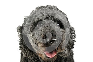 Portrait of an adorable pumi looking curiously at the camera - isolated on white background