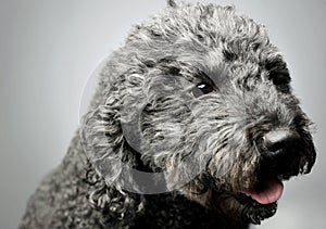 Portrait of an adorable pumi looking curiously - isolated on grey background