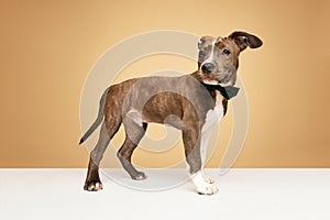 Portrait of adorable puppy, cute dog american staffordshire terrier standing in bow tie against beige background