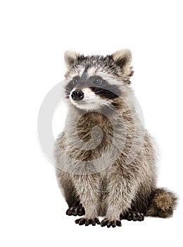Portrait of adorable raccoon