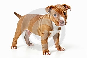 Portrait of adorable red nose pitbull puppy standing isolated on white background, looking at the camera