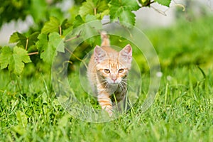 Portrait of adorable red striped kitten walk thru grass.