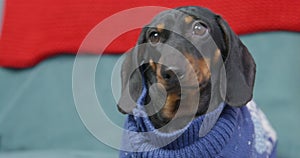 Portrait of adorable sad dachshund puppy in a knitted sweater, who obediently lies on the blue sofa and looks around