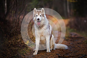 Portrait of adorable Siberian Husky dog sitting in the bright enchanting fall forest