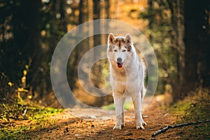 Portrait of adorable Siberian Husky dog standing in the bright enchanting golden fall forest