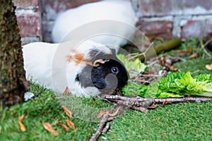 A portrait of an adorable small pet cavia guinea pig eating green leaf in the backyard