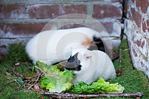 A portrait of an adorable small pet cavia guinea pig eating green leaf in the backyard