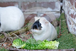 A portrait of an adorable small pet cute cavia guinea pig eating green leaf in the backyard