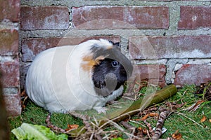 A portrait of an adorable small pet cute cavia guinea pig eating green leaf in the backyard