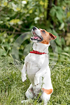 Portrait of adorable small white and red dog jack russel terrier standing on its hind paws and looking up outside on green grass b