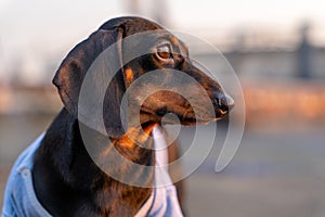 Portrait of adorable thoughtful dachshund puppy in old t-shirt, looking at the sunset or sunrise, illuminated by golden