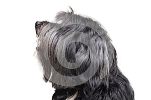 Portrait of an adorable Tibetan Terrier with long, eyes covering hair