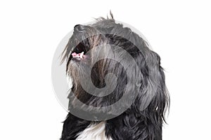 Portrait of an adorable Tibetan Terrier with long, eyes covering hair