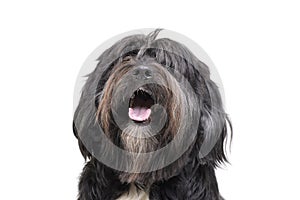 Portrait of an adorable Tibetan Terrier with long, eyes covering hair