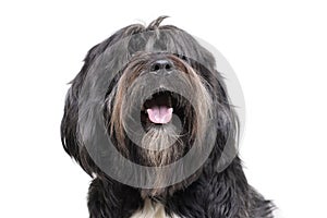 Portrait of an adorable Tibetan Terrier with long, eyes covering hair