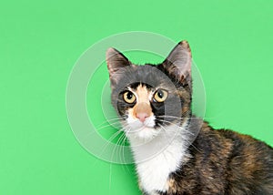 Portrait of an adorable tricolor calico kitten looking to viewers right