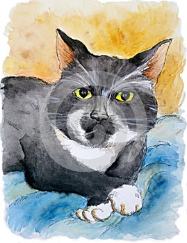 Pet portrait of tuxedo cat. Watercolor drawing