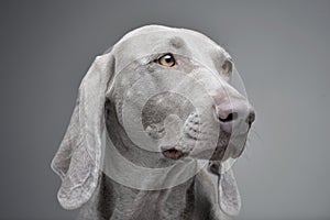 Portrait of an adorable Weimaraner dog