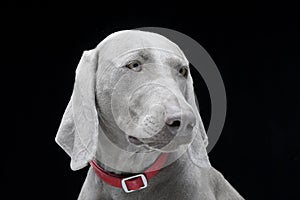 Portrait of an adorable Weimaraner dog
