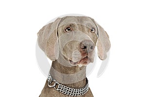 Portrait of an adorable Weimaraner dog looking curiously