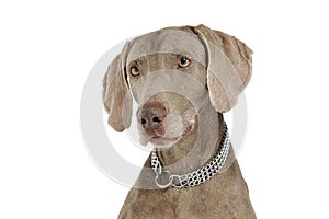 Portrait of an adorable Weimaraner dog looking curiously at the camera