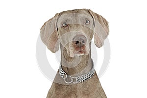 Portrait of an adorable Weimaraner dog looking curiously at the camera