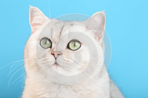 Portrait of an adorable white cat on a blue background,