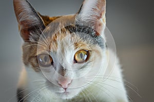 Portrait of an adorable white gray and orange spotted 4 month old kitten