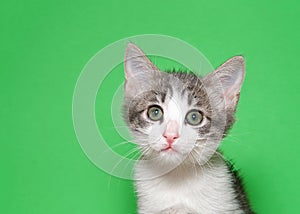 Portrait of and adorable white and gray tabby kitten