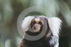 Portrait of an adorable white-tufted-ear marmoset monkey