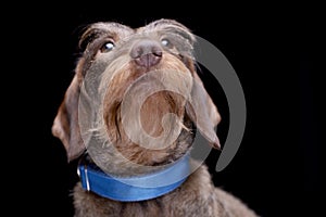 Portrait of an adorable wire haired Dachshund