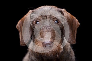 Portrait of an adorable wire haired Dachshund