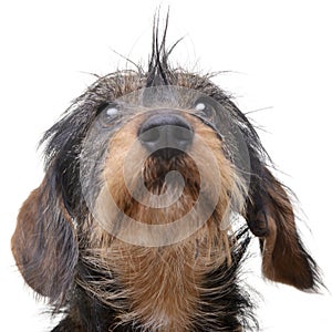 Portrait of an adorable wire haired Dachshund
