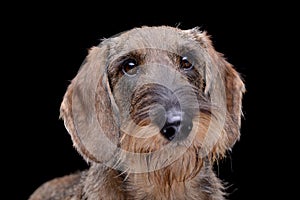 Portrait of an adorable wire haired dachshund