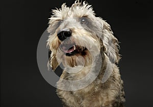 Portrait of an adorable wire haired dachshund mix dog looking curiously