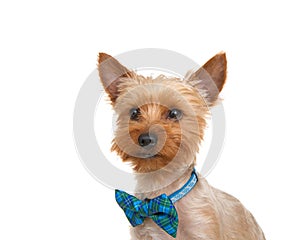 Portrait of an adorable yorkshire terrier wearing a blue collar