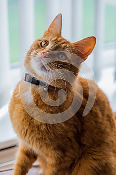 A portrait of an adorable young domestic ginger tabby cat