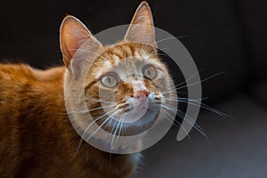 A portrait of an adorable young domestic ginger tabby cat