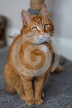 A portrait of an adorable young domestic ginger tabby cat