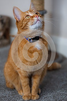 A portrait of an adorable young domestic ginger tabby cat