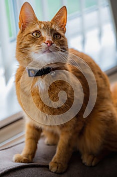 A portrait of an adorable young domestic ginger tabby cat