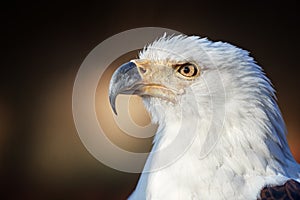 Portrait of adult African fish eagle, Haliaeetus vocifer, isolated on blurred background. Side view. Eagle eye. Close up african