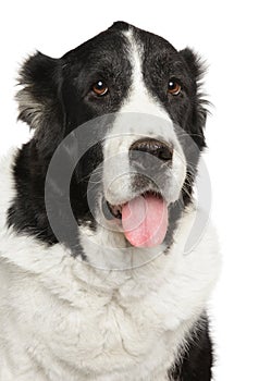 Portrait of a adult Alabai dog