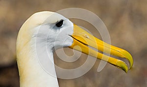 Portrait of an adult albatross. The Galapagos Islands. Birds. Ecuador.