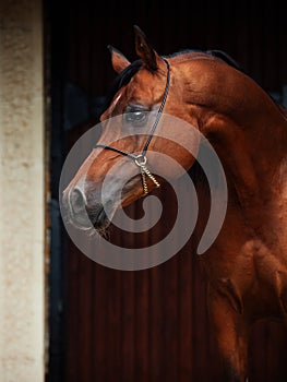 Portrait of adult arabian bay stallion.posing against stable